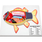 Fish Dissection Model